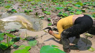 Dry Season 2024 Fishing  Harvest a lot of fish in dry lotus farm [upl. by Nawor]