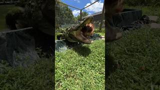 Alligator swallows Chicken WHOLE short shorts animal wildlife nature alligator [upl. by Anayia]