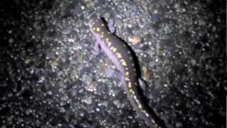 Spotted Salamander on the Move [upl. by Stutsman]