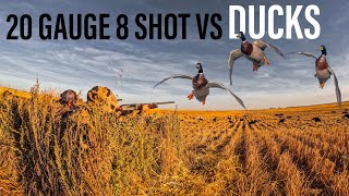 HUNTING DUCKS WITH 20 GAUGE 8 SHOT UNREAL [upl. by Trah]