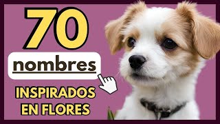 ▶ 70 NOMBRES PARA PERRITAS INSPIRADOS EN FLORES 🌷 Nombres para perritas hembra con significado [upl. by Nena]