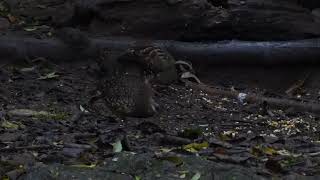 Greenlegged Partridge Tropicoperdix chloropus Kaeng Kachan Thailand 20 Sept 2024 22 [upl. by Maleki]