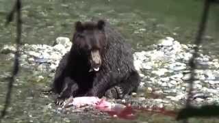 Salmon Fishing Brown Bear Style [upl. by Psyche]