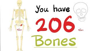 Lets Count the 206 Bones of the Human Skeleton  Biology Anatomy and Physiology [upl. by Pucida]