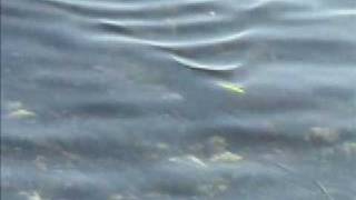 ZIPBAITS  ZBL SLIDE SWIN MINNOW 120  VIDEO 1 [upl. by Eenat921]