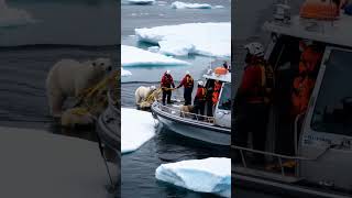 polar Bear Stuck In river Rescue Team Save Safely polarbear rescue rescuedog rescuecats [upl. by Aliet]