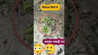 Red mite controlagriculture agriculturefarming chilli shortsviralcapsicumpgr [upl. by Nailuj]