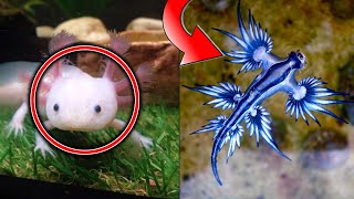 10 Most Exotic Aquatic Pets [upl. by Koloski]