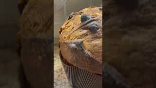 Anteprima panettone  Barbato 2024 presto online la nuova ricetta food panettone [upl. by Annav480]