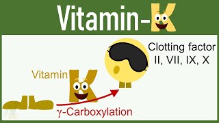 Vitamin K Functions Mechanism of Action Deficiency etc [upl. by Monti453]