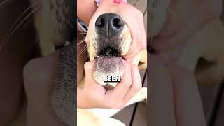 Something Was Stuck Inside This Dogs Mouth 😮 [upl. by Anawek922]