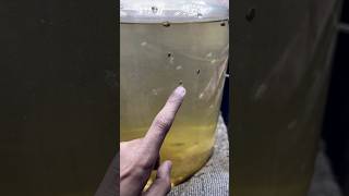 Changed The Water Of Fish Babies  मछली के बच्चों का पानी बदल दिया mollyfish mollybaby aquarium [upl. by Jacquenetta748]