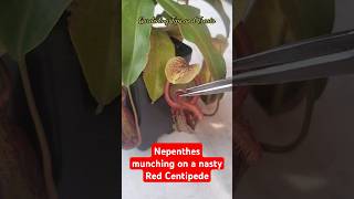 Feeding my Nepenthes a Slug amp a Nasty Red Centipede but it escaped🐛 nepenthesplant pitcherplants [upl. by Kcoj]