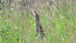 American Bittern Mating Call [upl. by Leone]