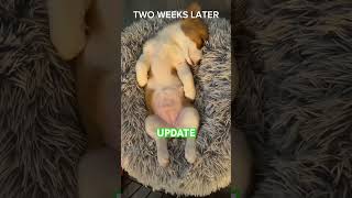 😨 Puppy Digestion Update [upl. by Asia]