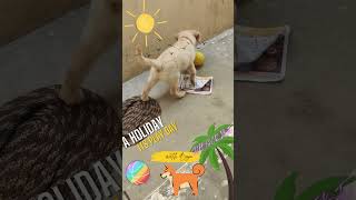 Puppy the Playful Golden Retriever Puppy 🐾  Fun Playtime Moments [upl. by Allisurd]