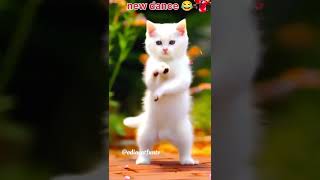 Kitty cat dance 💥super star 🐾aaj ki rat maza 😂cat trending youtubeshorts kittycat cute [upl. by Nnyl]