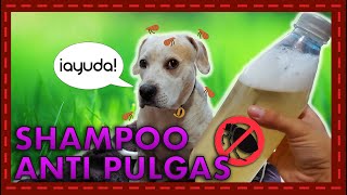 FACIL CHAMPU CASERO CONTRA GARRAPATAS ACAROS PULGAS 🐶🐱 [upl. by Kataway]