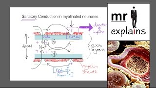 mr i explains Saltatory conduction in myelinated neurones [upl. by Yoo719]