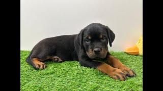 🐶 Rottweiler 🐶 teefje 🐶 PUP ID 010127784 🐶 [upl. by Materse]