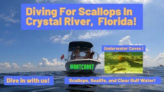 Diving For Scallops In Crystal River Florida [upl. by Vernen]