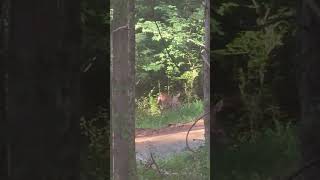 Live Action Bambi [upl. by Scheld168]