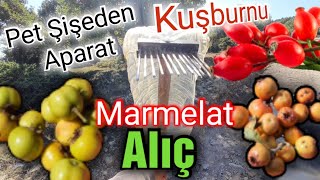 Kuşburnu ve Alıç topladık Kuşburnu Marmelatı Yapımı Pet Şişeden Kuşburnu Aparatı [upl. by Hollie]