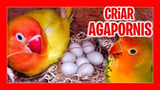 ✅ COMO CRIAR AGAPORNIS PASO A PASO [upl. by Herwick]