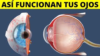 Los OJOS cómo funcionan anatomía partes funciones sentido de la vista [upl. by Purity]