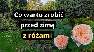 Zrób koniecznie teraz ten zabieg a róże lepiej przezimują rabaty różane jesienią [upl. by Llenrep]