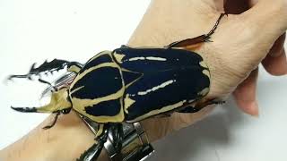 African colorful flower beetle  Mecynorhina torquata ugandensis originUganda [upl. by Corbet]