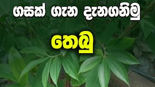 තෙබු ශාකය පිළිබදව දැන ගනිමු  Costus Speciosus [upl. by Yenahs66]