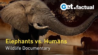 Elephants Up Close Botswanas Largest Mammals in a Changing World  Full Documentary [upl. by Fidel426]