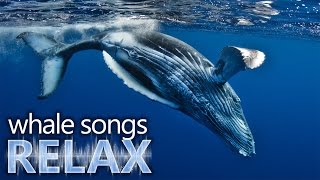 Humpback Whale songs of the ocean deep sleep music relaxationholistic hypno [upl. by Idet]