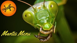 What Do Praying Mantises Eat [upl. by Notsob]