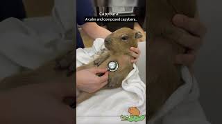 Do a simple Physical examination for capybara cute animals [upl. by Seabury]