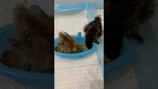 Watch my silkie chicks grow 🐥🐥 silkie silkiechicken chicken cute pets shorts chicks [upl. by Assirual820]