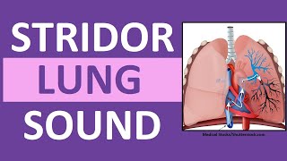 Stridor Sound Breathing Sounds Abnormal Lung Sounds [upl. by Koorb]