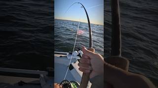 Fly Fishing For BIG Striped Bass [upl. by Kress469]