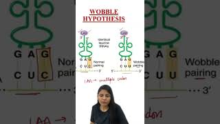 Wobble Hypothesis  Genetic Code  Molecular Basis of Inheritance  Class 12 Biology  NCERT  NEET [upl. by Chic]