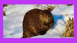 A Beaver Foraging in the Snow [upl. by Una]