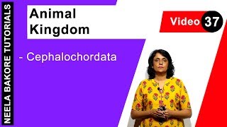 Animal Kingdom  NEET  Cephalochordata  Neela Bakore Tutorials [upl. by Koehler]