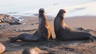 Elephant Seal Fight [upl. by Chuch]