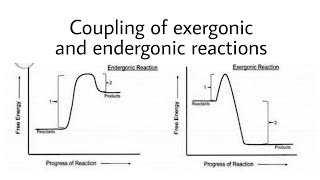 COUPLING OF EXERGONIC AND ENDERGONIC REACTIONS [upl. by Nahtanaoj]