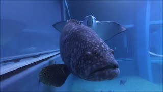 【海遊館】ハタ科最大級の魚タマカイの紹介（Giant grouper）Epinephelus lanceolatus [upl. by Rajewski]