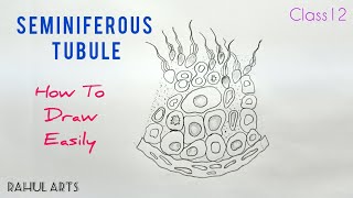 How to Draw Seminiferous Tubule  Sectional view of seminiferous tubule [upl. by Lleunamme]