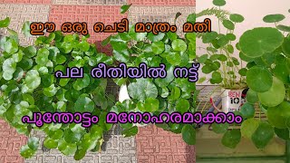 pennywort plant  hydrocotyle verticillata umbrella plant care  happy vlogs with geetha [upl. by Einaffit247]