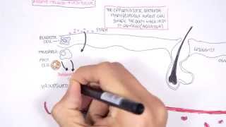 Microbiology  Staphylococcus Aureus and Skin Abscess [upl. by Romie]