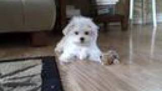 Cali Playing  Cute Maltese Puppy [upl. by Onitnas]