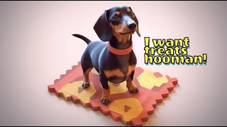 Dachshund talking to his hooman for treats [upl. by Aderf]